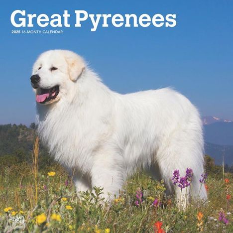 Browntrout: Great Pyrenees 2025 12 X 24 Inch Monthly Square Wall Calendar Plastic-Free, Kalender