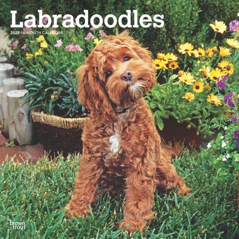 Browntrout: Labradoodles 2025 12 X 24 Inch Monthly Square Wall Calendar Plastic-Free, Kalender