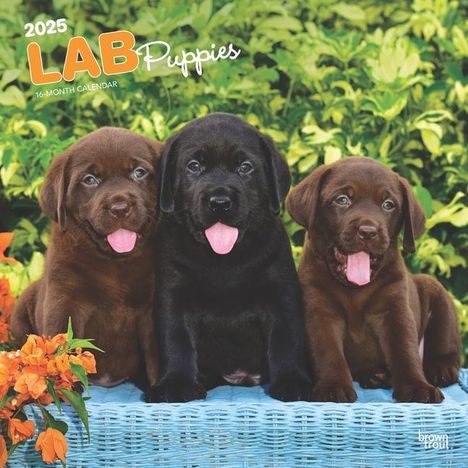 Browntrout: Labrador Retriever Puppies 2025 12 X 24 Inch Monthly Square Wall Calendar Plastic-Free, Kalender