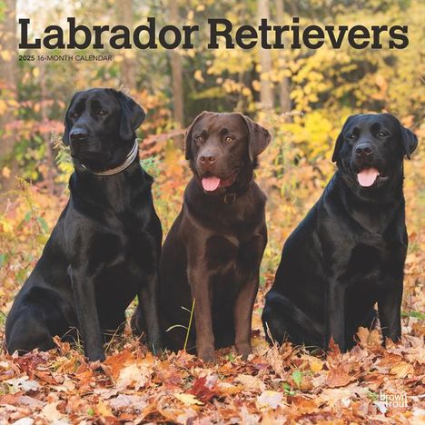 Browntrout: Labrador Retrievers 2025 12 X 24 Inch Monthly Square Wall Calendar Plastic-Free, Kalender