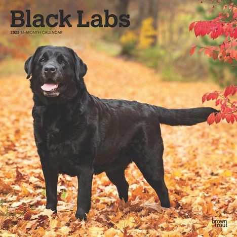 Browntrout: Black Labrador Retrievers 2025 12 X 24 Inch Monthly Square Wall Calendar Plastic-Free, Kalender