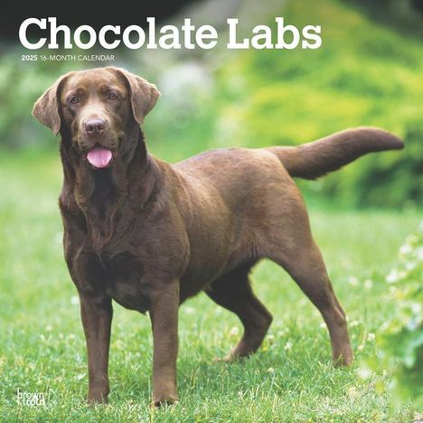 Browntrout: Chocolate Labrador Retrievers 2025 12 X 24 Inch Monthly Square Wall Calendar Plastic-Free, Kalender