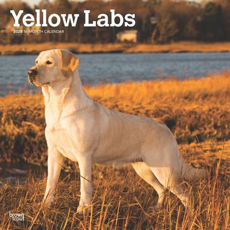 Browntrout: Yellow Labrador Retrievers 2025 12 X 24 Inch Monthly Square Wall Calendar Plastic-Free, Kalender