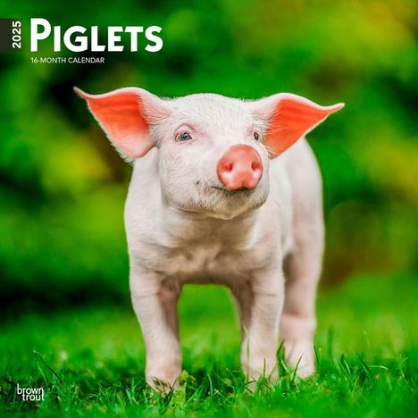 Browntrout: Piglets 2025 12 X 24 Inch Monthly Square Wall Calendar Plastic-Free, Kalender