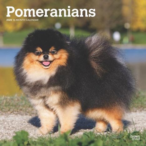 Browntrout: Pomeranians 2025 12 X 24 Inch Monthly Square Wall Calendar Plastic-Free, Kalender