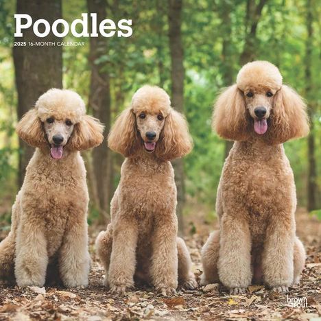 Browntrout: Poodles 2025 12 X 24 Inch Monthly Square Wall Calendar Plastic-Free, Kalender