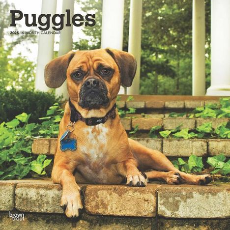 Browntrout: Puggles 2025 12 X 24 Inch Monthly Square Wall Calendar Plastic-Free, Kalender