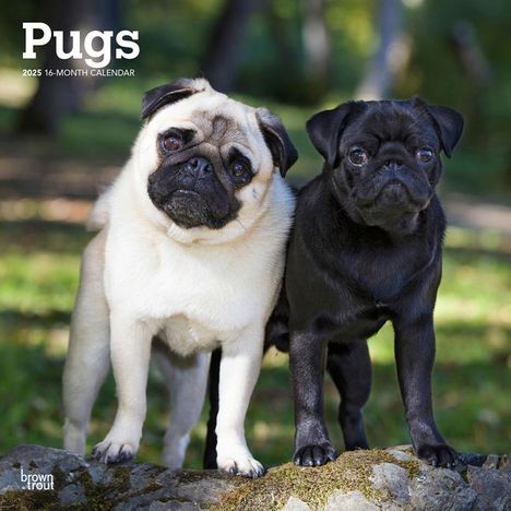 Browntrout: Pugs 2025 12 X 24 Inch Monthly Square Wall Calendar Plastic-Free, Kalender