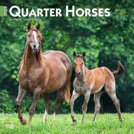 Browntrout: Quarter Horses 2025 12 X 24 Inch Monthly Square Wall Calendar Plastic-Free, Kalender