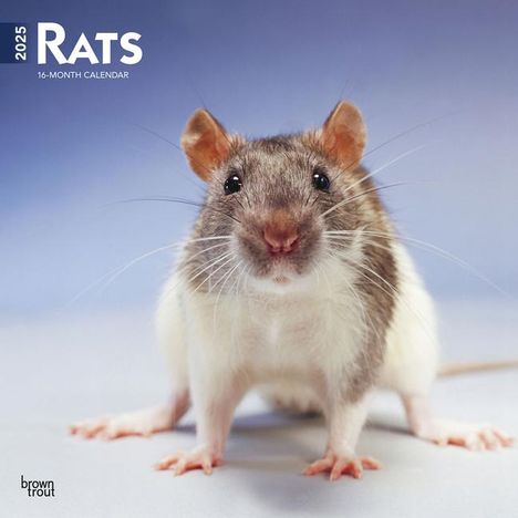 Browntrout: Rats 2025 12 X 24 Inch Monthly Square Wall Calendar Plastic-Free, Kalender