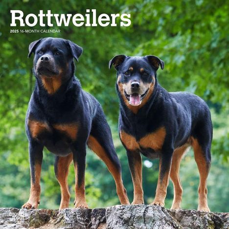 Browntrout: Rottweilers 2025 12 X 24 Inch Monthly Square Wall Calendar Plastic-Free, Kalender
