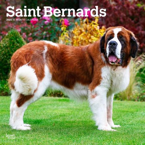 Browntrout: Saint Bernards 2025 12 X 24 Inch Monthly Square Wall Calendar Plastic-Free, Kalender