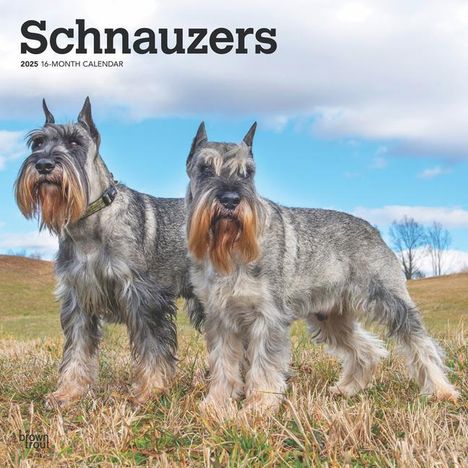 Browntrout: Schnauzers 2025 12 X 24 Inch Monthly Square Wall Calendar Plastic-Free, Kalender