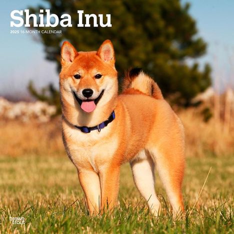 Browntrout: Shiba Inu 2025 12 X 24 Inch Monthly Square Wall Calendar Plastic-Free, Kalender
