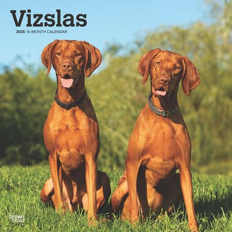 Browntrout: Vizslas 2025 12 X 24 Inch Monthly Square Wall Calendar Plastic-Free, Kalender