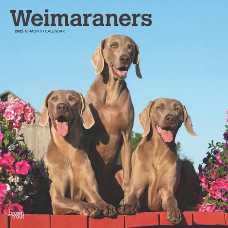 Browntrout: Weimaraners 2025 12 X 24 Inch Monthly Square Wall Calendar Plastic-Free, Kalender
