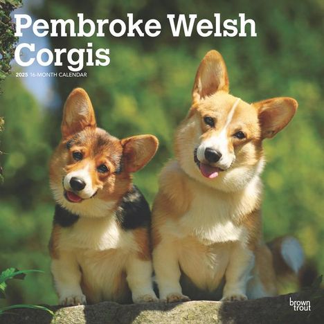 Browntrout: Pembroke Welsh Corgis 2025 12 X 24 Inch Monthly Square Wall Calendar Plastic-Free, Kalender