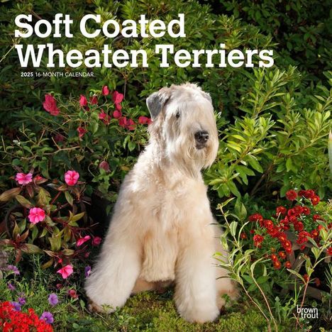 Browntrout: Soft Coated Wheaten Terriers 2025 12 X 24 Inch Monthly Square Wall Calendar Plastic-Free, Kalender