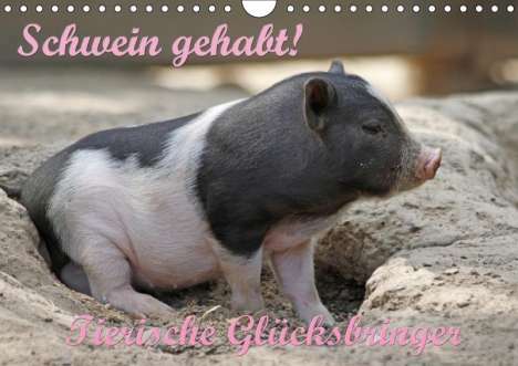 Antje Lindert-Rottke: Schwein gehabt! (Wandkalender 2019 DIN A4 quer), Diverse