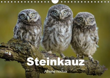 Winfried Rusch: Steinkäuze (Athene noctua) (Wandkalender 2019 DIN A4 quer), Diverse