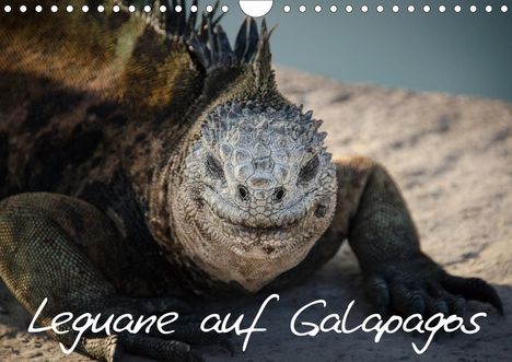 Ralph Binder: Binder, R: Leguane auf Galapagos (Wandkalender 2020 DIN A4 q, Kalender