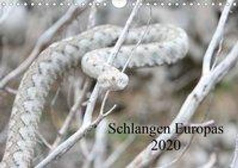 Michael Wilms: Wilms, M: Schlangen Europas (Wandkalender 2020 DIN A4 quer), Kalender