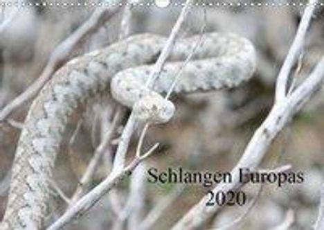 Michael Wilms: Wilms, M: Schlangen Europas (Wandkalender 2020 DIN A3 quer), Kalender