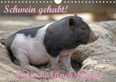 Antje Lindert-Rottke: Lindert-Rottke, A: Schwein gehabt! (Wandkalender 2020 DIN A4, Kalender