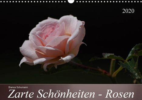 Bianca Schumann: Schumann, B: Zarte Schönheiten - Rosen (Wandkalender 2020 DI, Kalender