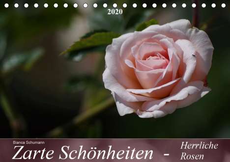 Bianca Schumann: Schumann, B: Zarte Schönheiten - Herrliche RosenCH-Version, Kalender