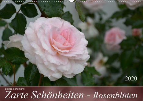 Bianca Schumann: Schumann, B: Zarte Schönheiten - RosenblütenAT-Version (Wan, Kalender