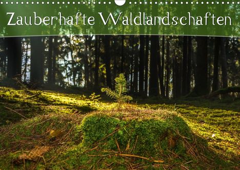 Marcel Wenk: Wenk, M: Zauberhafte Waldlandschaften (Wandkalender 2020 DIN, Kalender