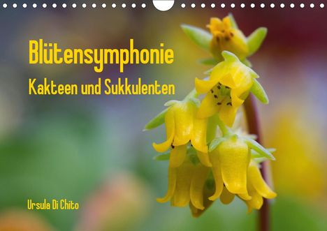 Ursula Di Chito: Di Chito, U: Blütensymphonie - Kakteen und Sukkulenten (Wand, Kalender