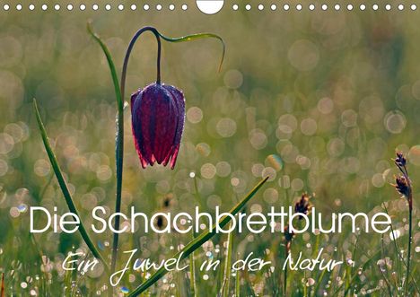 Lutz Klapp: Klapp, L: Schachbrettblume (Wandkalender 2020 DIN A4 quer), Kalender