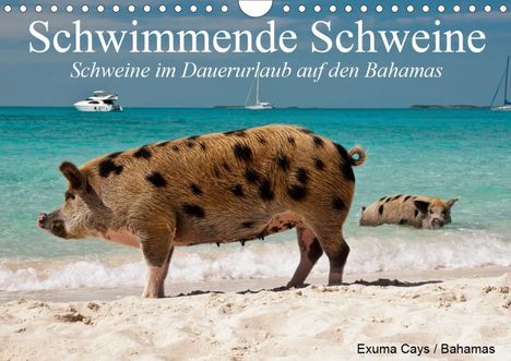 Elisabeth Stanzer: Stanzer, E: Schwimmende Schweine (Wandkalender 2020 DIN A4 q, Kalender