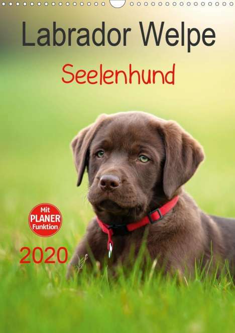 Petra Schiller: Schiller, P: Labrador Welpe - Seelenhund (Wandkalender 2020, Kalender