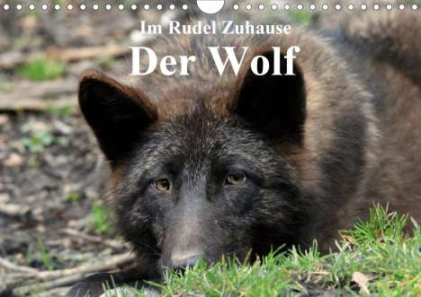 Arno Klatt: Klatt, A: Im Rudel Zuhause - Der Wolf (Wandkalender 2020 DIN, Kalender
