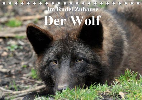 Arno Klatt: Klatt, A: Im Rudel Zuhause - Der Wolf (Tischkalender 2020 DI, Kalender