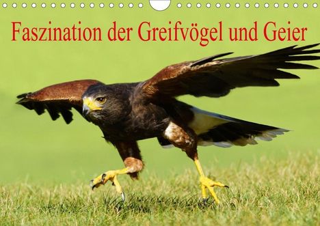 Erika Müller: Müller, E: Faszination der Greifvögel und Geier (Wandkalende, Kalender