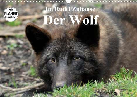 Arno Klatt: Klatt, A: Im Rudel Zuhause - Der Wolf (Wandkalender 2020 DIN, Kalender
