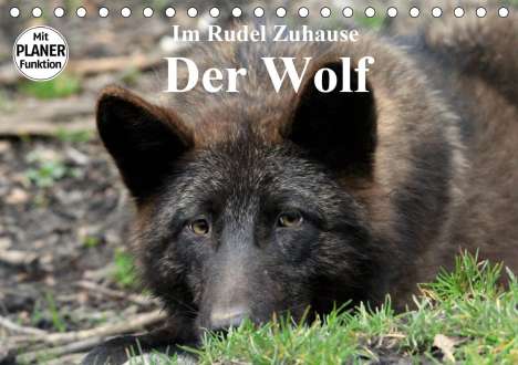 Arno Klatt: Klatt, A: Im Rudel Zuhause - Der Wolf (Tischkalender 2020 DI, Kalender