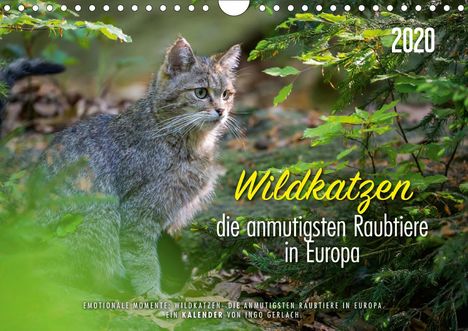 Ingo Gerlach: Gerlach, I: Wildkatzen - die anmutigsten Raubiere in Europa., Kalender