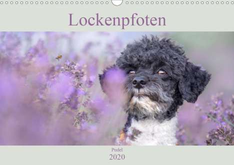 Sabine Böke-Bergau: Böke-Bergau, S: Lockenpfoten 2020 (Wandkalender 2020 DIN A3, Kalender