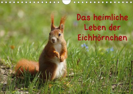 K. A. Kattobello: Kattobello, K: Das heimliche Leben der Eichhörnchen (Wandkal, Kalender