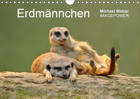 Michael Weber: Weber, M: Erdmännchen - Tierkinder (Wandkalender 2021 DIN A4, Kalender