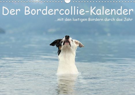 Kathrin Köntopp: Köntopp, K: Bordercollie-Kalender (Wandkalender 2021 DIN A3, Kalender