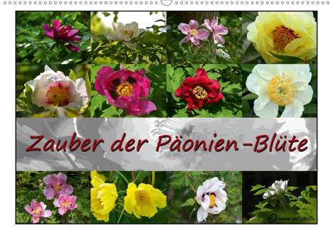 Monika Reiter: Reiter, M: Zauber der Päonien-Blüte (Wandkalender 2021 DIN A, Kalender