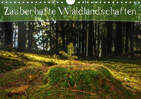 Marcel Wenk: Wenk, M: Zauberhafte Waldlandschaften (Wandkalender 2021 DIN, Kalender