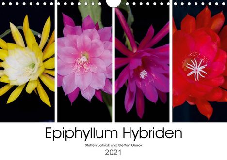 Steffen Gierok: Gierok, S: Epiphyllum-Hybriden (Wandkalender 2021 DIN A4 que, Kalender
