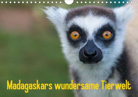 Antje Hopfmann: Hopfmann, A: Madagaskars wundersame Tierwelt (Wandkalender 2, Kalender